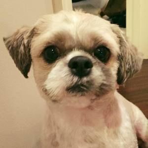 Meet your Posher, Diem